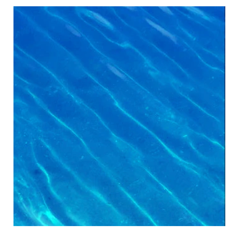 Blue Wing Pond Dye