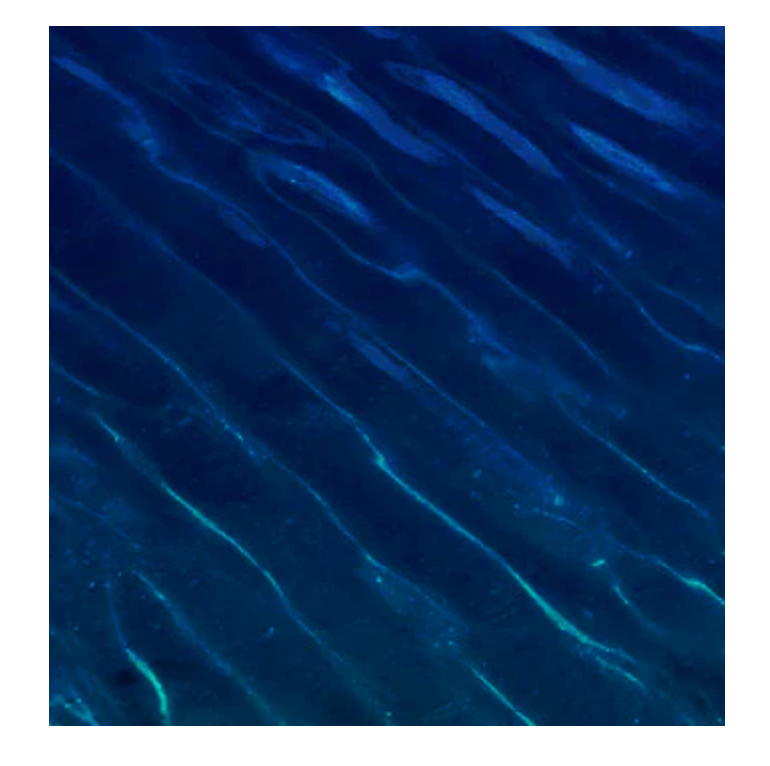 Blue Kuro Pond Dye